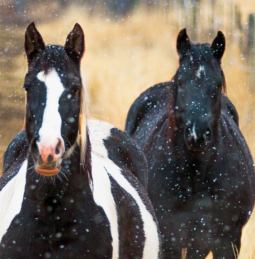 Snowy Horses 2 art print by Sally Linden for $57.95 CAD